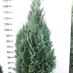 Chamaecyparis l. 'Columnaris'
