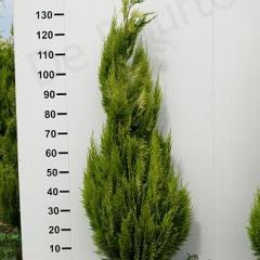 Chamaecyparis l. 'Ivonne'