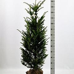 Taxus baccata