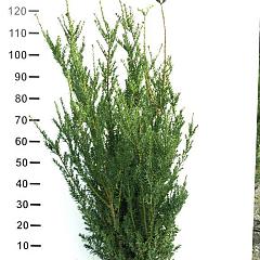 Taxus media 'Hillii'