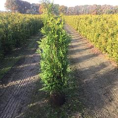 Thuja occ. 'Brabant'