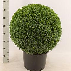 Buxus sempervirens