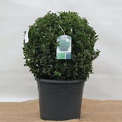 Ilex crenata