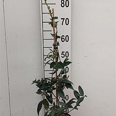 Trachelospermum jasminoides