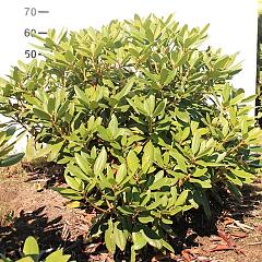 Rhododendron 'Catawb. Boursault'