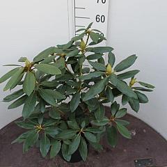Rhododendron 'English Roseum'