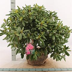 Rhododendron 'English Roseum'