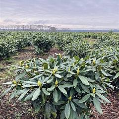Rhododendron 'Madame Masson'