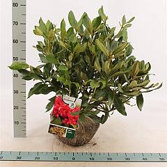 Rhododendron 'Nova Zembla'