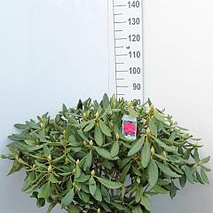 Rhododendron 'Nova Zembla'