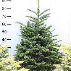 Abies fraseri