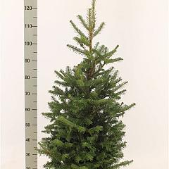 Abies fraseri