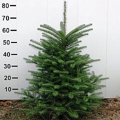 Abies koreana
