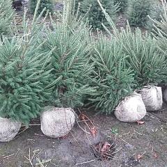 Picea abies