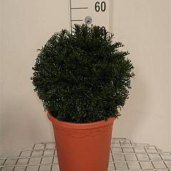 Taxus baccata