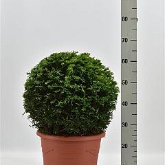 Taxus baccata