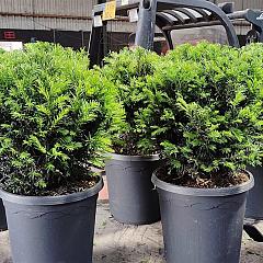 Taxus media 'Groenland'