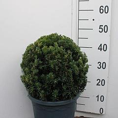 Taxus media 'Hillii'