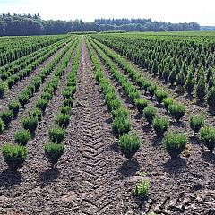 Taxus media ' Rising Star' 