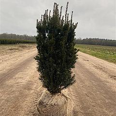 Taxus media ' Rising Star' 