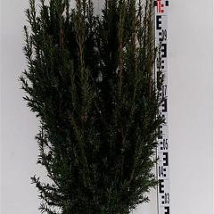 Taxus media ' Rising Star' 