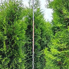 Thuja occ. 'Brabant'