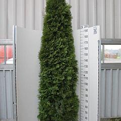 Thuja occ. 'Smaragd'