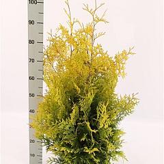 Thuja occ. 'Yellow Ribbon'