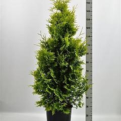 Thuja occ. 'Yellow Ribbon'