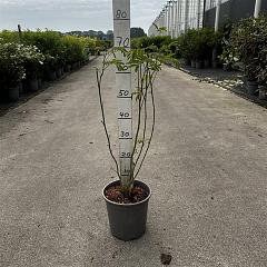 Albizia julibrissin