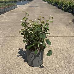 Amelanchier spicata