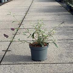 Buddleja d. 'Black Knight'