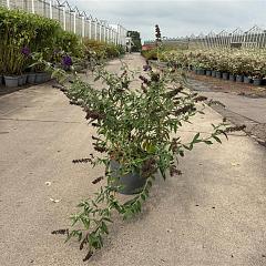 Buddleja d. 'Black Knight'