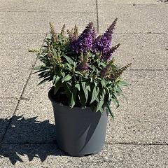 Buddleja d. 'Butterfly Candy Little Lila'