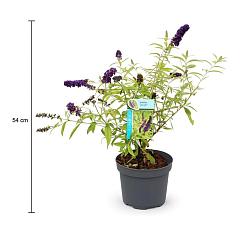 Buddleja d. 'Magda's Gold Knight'
