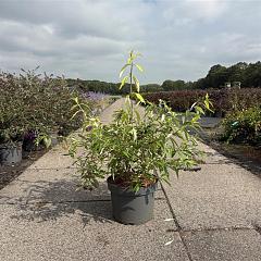 Buddleja d. 'Magda's Gold Knight'
