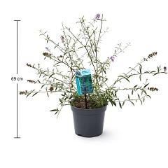 Buddleja d. 'Nanho Blue'