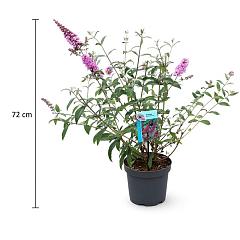 Buddleja d. 'Pink Delight'