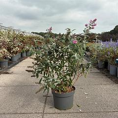 Buddleja d. 'Pink Delight'
