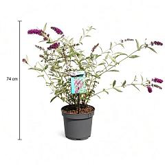 Buddleja d. 'Royal Red'