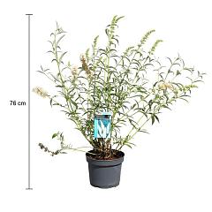 Buddleja d. 'White Profusion'