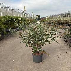 Buddleja d. 'White Profusion'