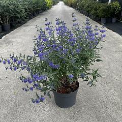 Caryopteris cland. 'Heavenly Blue'