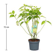 Cornus alba 'Aurea'