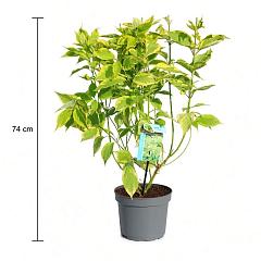 Cornus alba 'Gouchaultii'