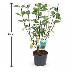 Cornus alba 'Kesselringii'