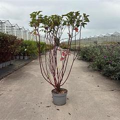 Cornus alba 'Kesselringii'