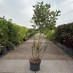 Cornus alba 'Miracle' 