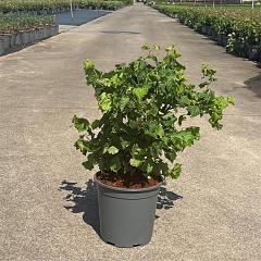 Corylus a. 'Medusa' PBR
