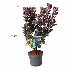 Cotinus cog. 'Royal Purple'